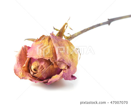 Bunch of withered roses 47007070