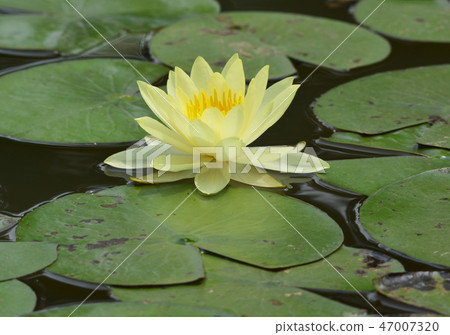 water lily, lotus water lily, lotus 47007320