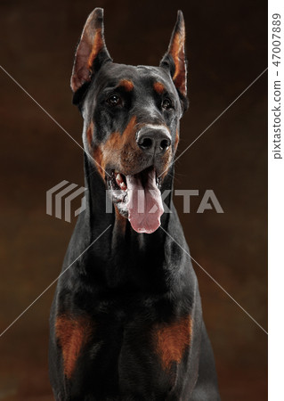 Doberman Pinscher, emotional dog on studio background 47007889