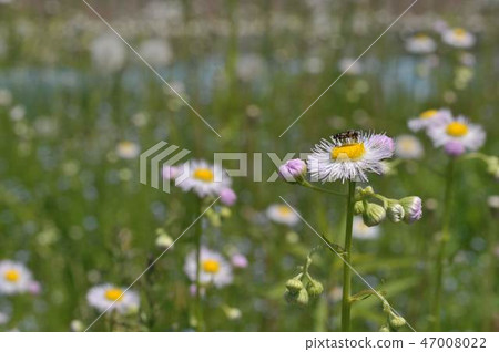 春天紫色白薯和花蕾 春天紫色白薯和花蕾 47008022