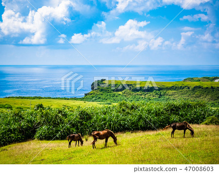 吃在小山的Yonaguna馬草以海為目的 47008603