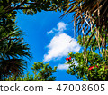 木槿和藍天和雲彩 47008605