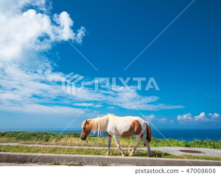 Yonaguna馬走在人行道上 47008608