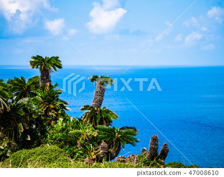 生長在Higashisaki懸崖上的Sotetsu 47008610