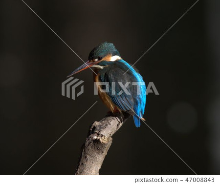 Kingfisher 47008843