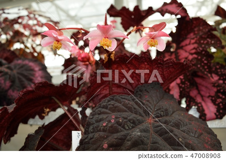 Rex Begonia Pink Flower Up - Stock Photo [47008908] - PIXTA