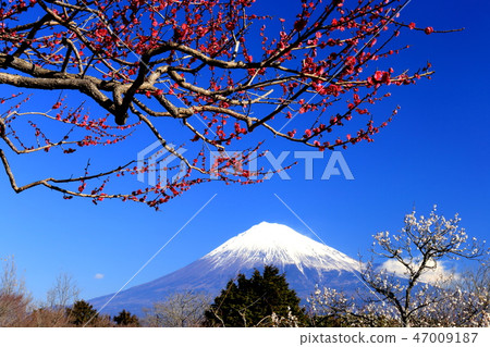 World Heritage Site Mt. Fuji red and white plum 47009187