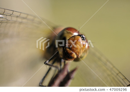 Akiakane's face 47009296