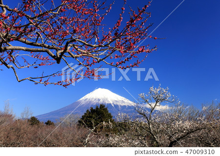 世界遺產富士山紅白梅 47009310