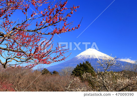 World Heritage Site Mt. Fuji red and white plum blossoms in full bloom 47009390