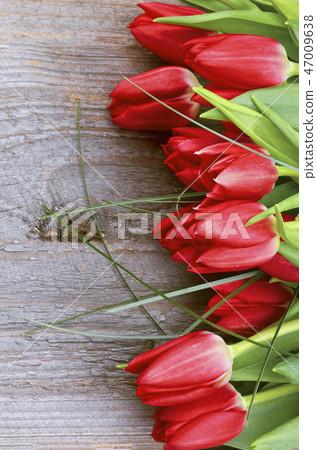 Red Spring Tulips 47009638