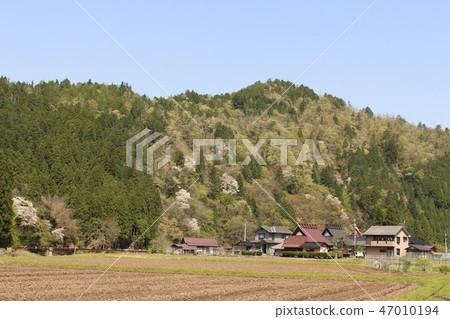 Yamakuni盆地的Satoyama和Yamazakura 47010194