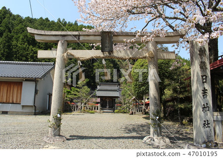 日吉神社的櫻花 47010195