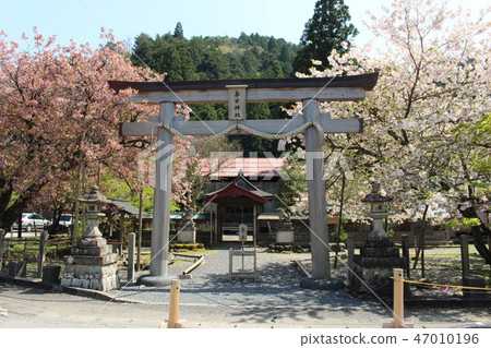 黑田神社的黑田一百年櫻花 47010196