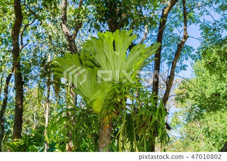 Giant plants Wild bats, trees and landscapes Giant plants Wild bats, trees and landscapes 47010802