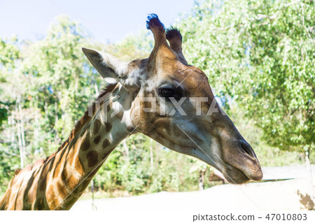 Giraffe's Facial Profile 47010803