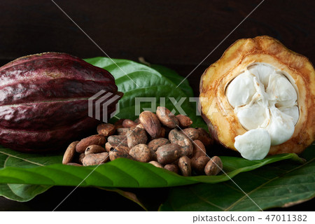 Dry cacao seeds 47011382