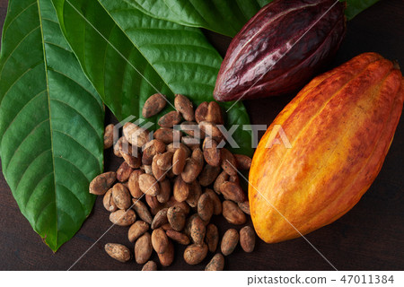 Cacao pods and dry seeds 47011384
