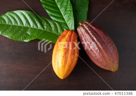 Cacao pods from harvest Cacao pods from harvest 47011386