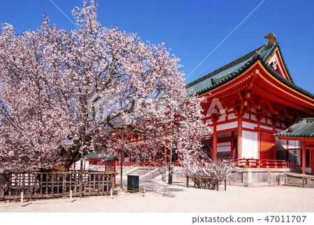 Heian Shrine Sakon no Sakura, famous cherry blossom spot in Kyoto, tourist attractions in spring in Kyoto 47011707