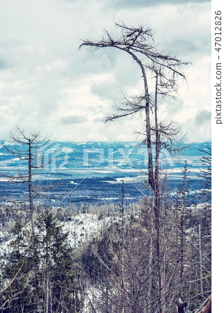 Spruce forest after natural disaster, High Tatras Spruce forest after natural disaster, High Tatras 47012826
