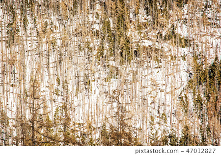 Spruce forest after natural disaster, High Tatras Spruce forest after natural disaster, High Tatras 47012827