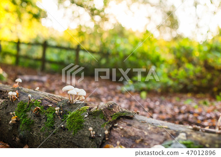 small mushrooms on the fall tree with moss small mushrooms on the fall tree with moss 47012896