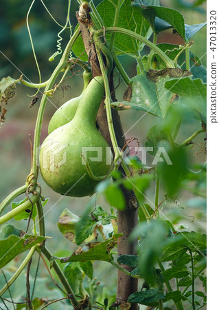 Gourd, calabash or bottle gourd 47013320