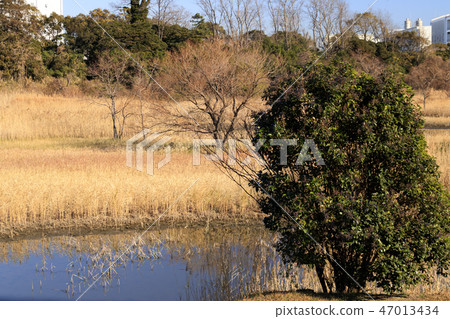 Wild bird park Wild bird park 47013434