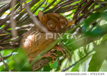 Tarsier in a tree at Bohol Tarsier sanctuary, Philippines Tarsier in a tree at Bohol Tarsier sanctuary, Philippines 47014184