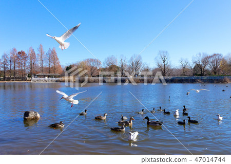 The pond and gulls of the building park, etc. 47014744