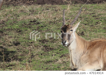 Deer 47014914
