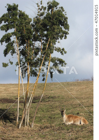 Deer 47014915