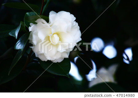 Tsubakiya鳥花 Tsubakiya鳥花 47014980