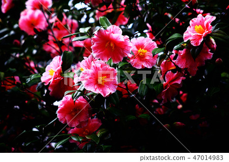 蘭迪開花脫落山茶花 蘭迪開花脫落山茶花 47014983