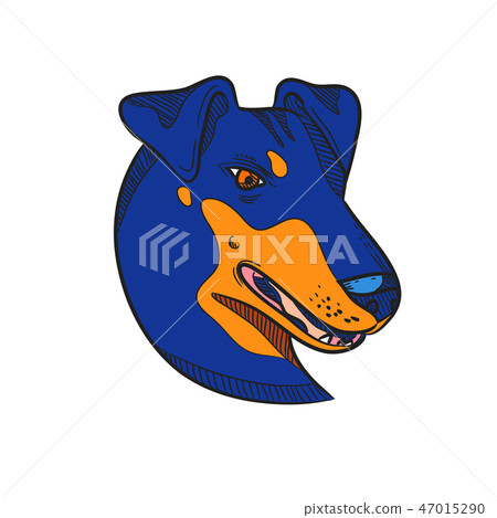Manchester Terrier Dog Head Drawing Color Manchester Terrier Dog Head Drawing Color 47015290