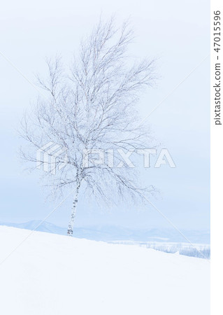 Winter in Hokkaido 47015596