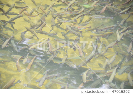 Cultured salmon 47016202