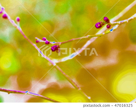 紅梅花 紅梅花 47016325