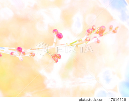 紅梅花 紅梅花 47016326