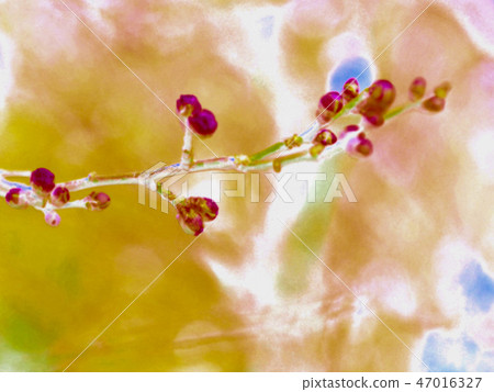 紅梅花 紅梅花 47016327