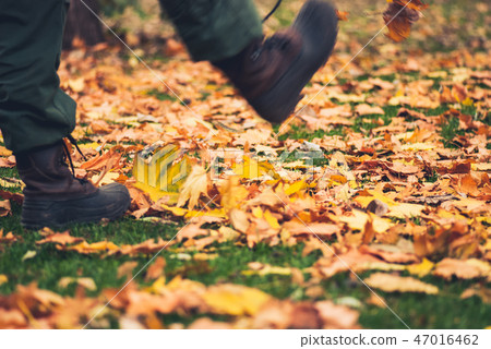 Yellow autumn Maple leaves on green grass 47016462