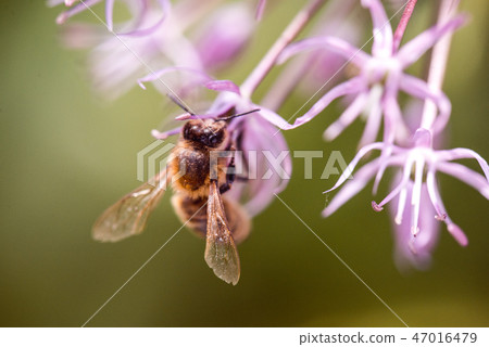 Bee collecting nectar on purple alum garlic flower. macro close-up. selective focus shot with Bee collecting nectar on purple alum garlic flower. macro close-up. selective focus shot with 47016479
