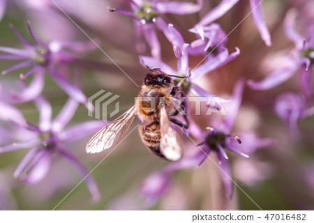 Bee collecting nectar on purple alum garlic flower. macro close-up. selective focus shot with Bee collecting nectar on purple alum garlic flower. macro close-up. selective focus shot with 47016482