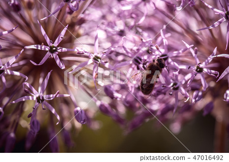 Bee collecting nectar on purple alum garlic flower. macro close-up. selective focus shot with Bee collecting nectar on purple alum garlic flower. macro close-up. selective focus shot with 47016492