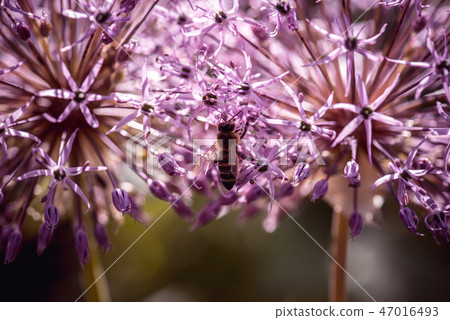 Bee collecting nectar on purple alum garlic flower. macro close-up. selective focus shot with Bee collecting nectar on purple alum garlic flower. macro close-up. selective focus shot with 47016493