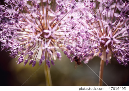 Bee collecting nectar on purple alum garlic flower. macro close-up. selective focus shot with Bee collecting nectar on purple alum garlic flower. macro close-up. selective focus shot with 47016495