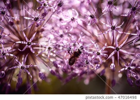Bee collecting nectar on purple alum garlic flower. macro close-up. selective focus shot with Bee collecting nectar on purple alum garlic flower. macro close-up. selective focus shot with 47016498