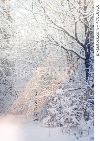 Winter, snow, hard light, forest, road 47016916