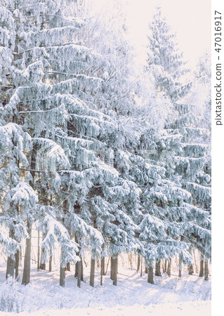 Winter, snow, hard light, pines,blue sky 47016917